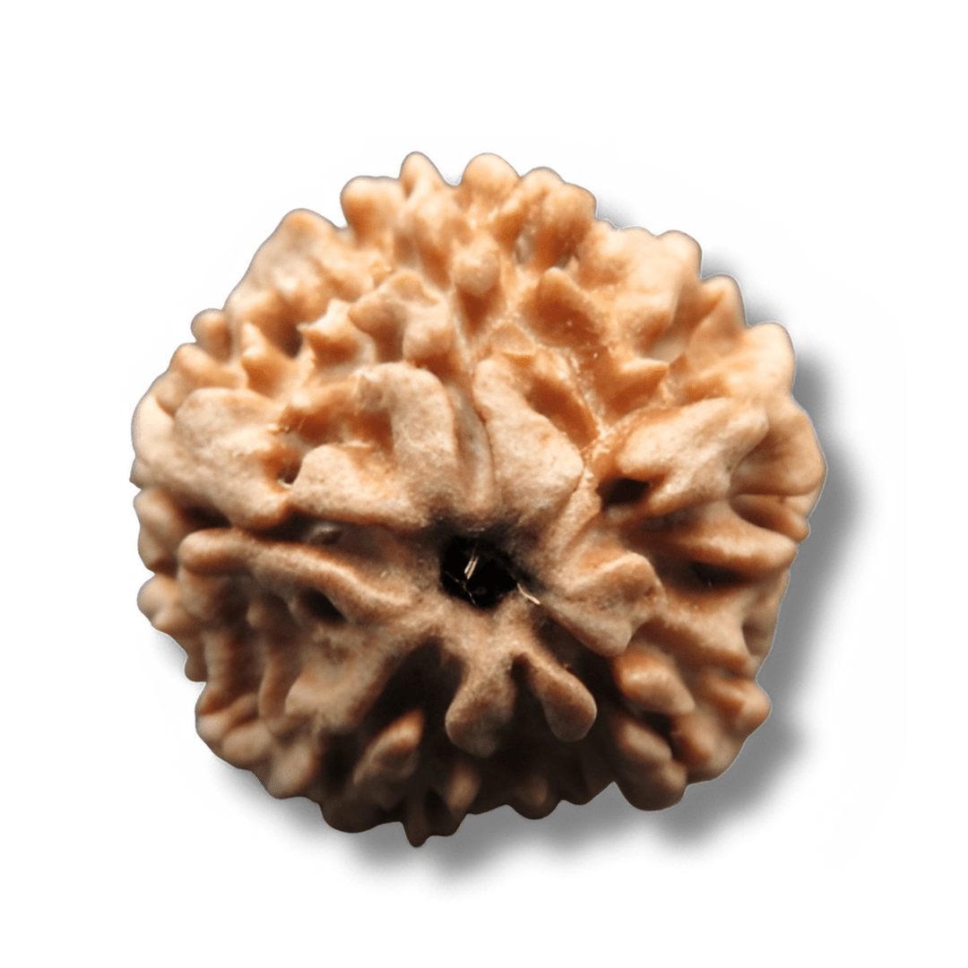 two faced rudraksha, do mukhi rudraksha, Dwi Mukhi Rudraksha, 2 mukhi rudraksha
